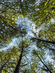 Captivating View of a Lush Tree Canopy against a Bright Sky