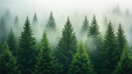 Fototapeta premium Misty evergreen forest, aerial view.
