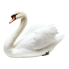 Obraz premium Elegant White Swan Isolated on White on transparent PNG background.