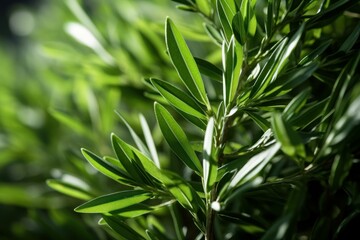 Obraz premium Close up of lush green leaves thriving in sunlight, showcasing the beauty of nature