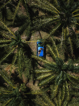 Aerial view of tropical landscape with palms, a car, and a woman relaxing, El Valle, Hato Mayor, Dominican Republic.