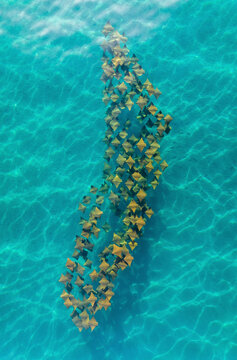 Aerial view of cownose ray swimming in clear tropical ocean waters with a school of fish, Baja California Sur, Mexico.