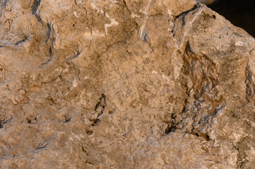 Textured rock surface reveals intricate patterns shaped by nature over time in varying light and shadow