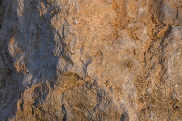 Close-up view of textured rock surface showcasing earthy tones and natural patterns under soft sunset light