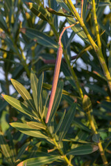 Fototapeta premium Nature's delicate balance: a slender pod sways gently in the warm afternoon sun
