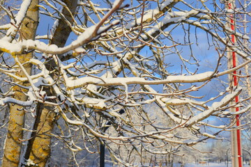 SnowCovered Tree Branches Embracing the Beauty of a Winter Wonderland Landscape