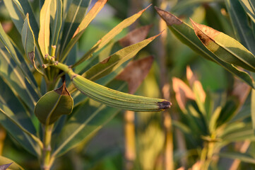 Fresh green okra growing on a sunny day in a vibrant vegetable garden