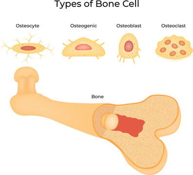 Types of Bone Cell Science Design Vector Illustration Diagram