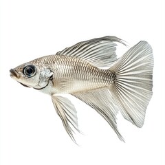 A silver fish with long fins, showcasing its graceful swimming posture.