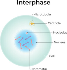 Interphase Science Design Vector Illustration Diagram