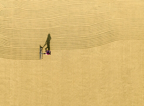 Aerial view of golden rice fields with workers casting shadows in a rural landscape, Kastail, Bangladesh.