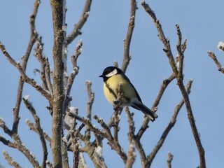 Kohlmeise  in der Wintersonne