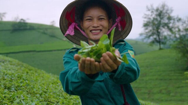 Vietnamese worker picking fresh tea leaves at a tea plantation in Long Coc, Vietnam