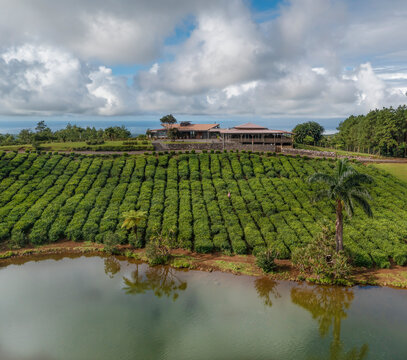 Aerial view of serene tea plantation and tranquil lake with reflection, Bois Cherie, Mauritius.