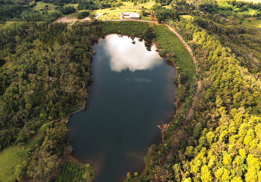 Aerial view of a tranquil lake reflecting lush tea plantations and serene forests, Bois Cherie, Mauritius.