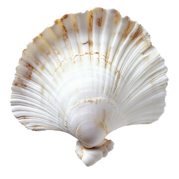 seashell isolated on white background