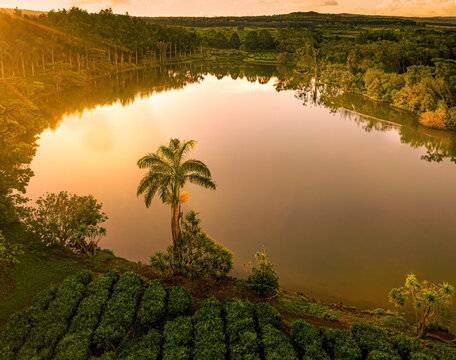Aerial view of serene lake reflecting sunset glow with lush tea plantation and palm trees, Bois Cherie, Mauritius.