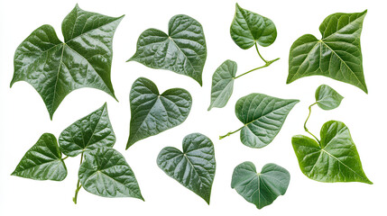 Set of green leaves from Javanese treebine or grape ivy (Cissus spp.), a jungle vine and hanging ivy plant bush foliage, isolated on a white background with a clipping path