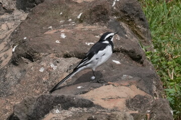 A bird with striking black-and-white feathers perches on a rock