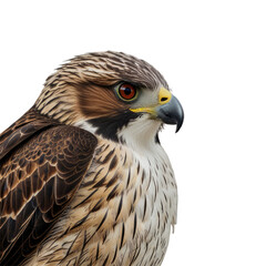 Fototapeta premium red tailed hawk with transparent background PNG and JPEG image