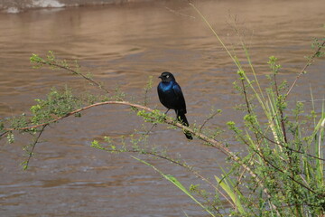 A bird with shimmering blue and green feathers perches on a branch, poised right above the flowing river