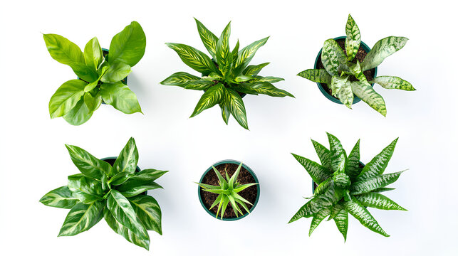 Set of houseplants (Spider Plant, Peace Lily, Fiddle Leaf Fig, Aloe Vera, Rubber Plant), top view, decorative or design invitation card, isolated on a white background