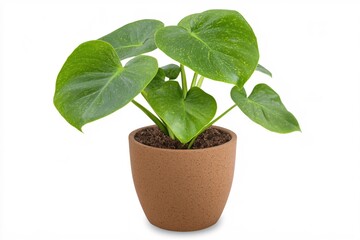 Lush Green Indoor Plant in Brown Pot with Vibrant Heart-Shaped Leaves and Soil