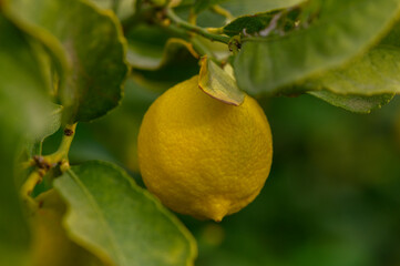 Bright lemon hanging from lush green branches in a sunlit garden