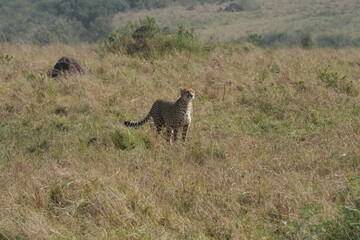 A solitary cheetah wanders on the expansive savanna of Maasai Mara, Kenya, its keen eyes scanning the golden plains in search of prey