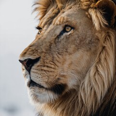 A lion standing majestically, its eyes filled with wisdom and strength, with a minimalist white...