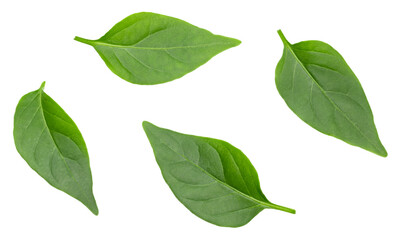 leaves of hot chili peppers isolated on white background. clipping path