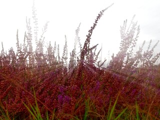 In the radiant backlight wildly blooming Calluna vulgaris, settled in an uncut meadow. The flowering period ranges from late summer to autumn. Nodding flowers are in a dense, racemose inflorescence