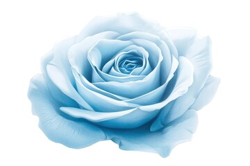 Azure Bloom: An Exquisite Light Blue Rose Pencil Sketch on White