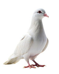 Naklejka premium Elegant white pigeon standing gracefully on a smooth surface with a soft expression in bright light