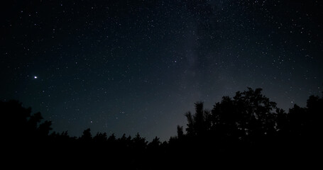 Fototapeta premium Stars in night sky over tree silhouettes