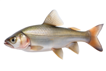 Freshwater fish species swimming gracefully in natural habitat with vibrant colors and distinct features