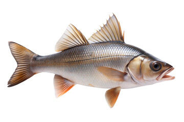 Silver fish with distinct the fins swimming through clear water in a natural habitat environment