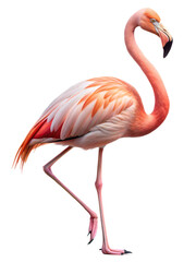 Flamingo walking gracefully with vivid pink feathers against a transparent background