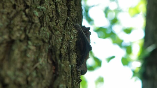 A bat crawls along a tree trunk in nature in summer, close-up, flittermouse