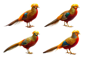 Fototapeta premium Brightly colored bird perched elegantly on a surface with vibrant plumage showcasing rich hues and patterns against a transparent background