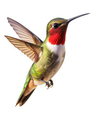Fototapeta premium Colorful hummingbird in mid-flight displaying vibrant plumage and detailed features