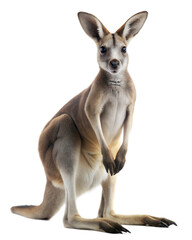 Obraz premium Kangaroo standing upright on a transparent background showcasing its unique features and posture
