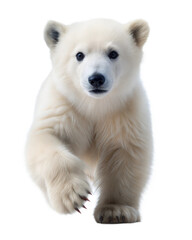 Obraz premium Cute polar bear cub with fluffy white fur and inquisitive eyes on a transparent background