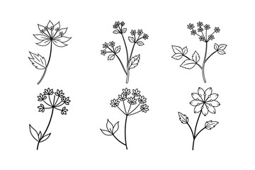Ajwain (Trachyspermum ammi) spice line art vector illustration