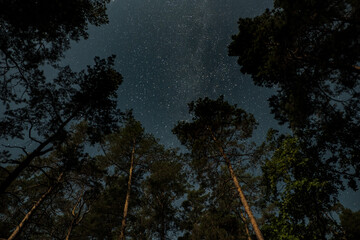 Bright stars illuminate the night sky above towering trees in a serene forest. The peaceful...