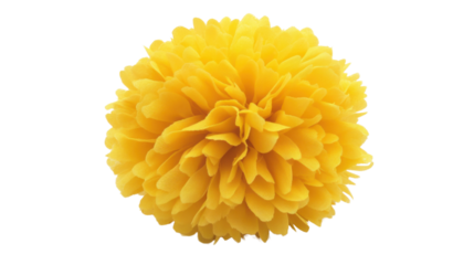 Pom pom transparent background