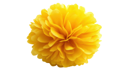 Pom pom transparent background