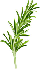 Rosemary Leaves