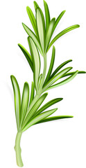 Rosemary Sprig