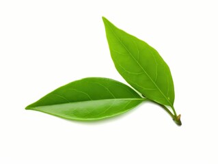 Obraz premium Fresh Green Tea Leaves Isolated on a Clean White Background for Culinary and Botanical Uses in Design Projects and Advertisements